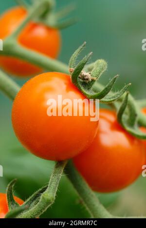 Sungold Tomatenpflanze. Solanum lycopersicum Sungold F1-Kirschtomaten, die in einem Gewächshaus auf der Weinrebe wachsen. VEREINIGTES KÖNIGREICH Stockfoto