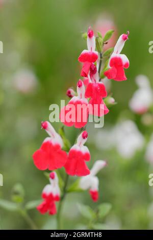 Salvia x jamensis ‘Hot Lips’ ornamentale Salbeipflanze mit charakteristischen roten und weißen Blüten. VEREINIGTES KÖNIGREICH Stockfoto