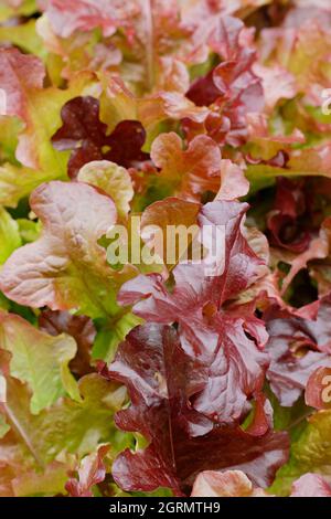 Schneiden und wieder Salat kommen. Lactuca sativa „Red Salad Bowl“ Salat mit losen Blättern und charakteristischen Bronzeblättern. VEREINIGTES KÖNIGREICH Stockfoto