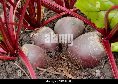 Beetroot Bettollo wächst in einem heimischen Küchengarten. VEREINIGTES KÖNIGREICH. Beta vulgaris „Bettollo“ F1. Stockfoto