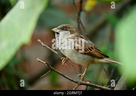 Nahaufnahme der kleinen braunen schwarzen Sperlinge, die auf dem Baum über unscharfem grün-braunen Hintergrund sitzen. Stockfoto