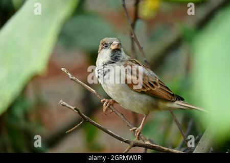 Nahaufnahme der kleinen braunen schwarzen Sperlinge, die auf dem Baum über unscharfem grün-braunen Hintergrund sitzen. Stockfoto