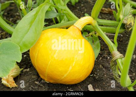 Cucurbita maxima Squash 'Uchiki kuri' Kürbis vom Typ Hubbard, der auf der Pflanze reift. VEREINIGTES KÖNIGREICH Stockfoto