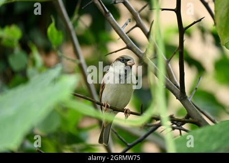 Nahaufnahme der kleinen braunen schwarzen Sperlinge, die auf dem Baum über unscharfem grün-braunen Hintergrund sitzen. Stockfoto