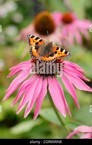 Kleiner Schildpatt-Schmetterling auf purpurner Kegelblume. Aglais urticae, die sich im Spätsommer vom Nektar der Echinacea purpurea ernähren. VEREINIGTES KÖNIGREICH Stockfoto