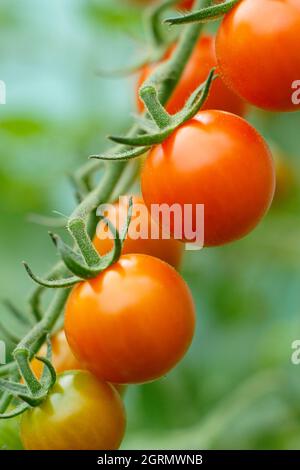 Sungold Tomatenpflanze. Solanum lycopersicum Sungold F1-Kirschtomaten, die in einem Gewächshaus auf der Weinrebe wachsen. VEREINIGTES KÖNIGREICH Stockfoto