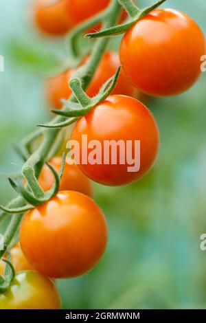 Sungold Tomatenpflanze. Solanum lycopersicum Sungold F1-Kirschtomaten, die in einem Gewächshaus auf der Weinrebe wachsen. VEREINIGTES KÖNIGREICH Stockfoto