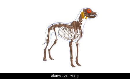 Orbicularis Oculi Muscle Dog Muscle Anatomy for Medical Concept 3D Illustration Stockfoto