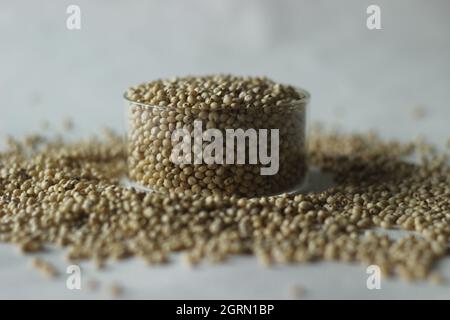 Sorghum bicolor, gemeinhin Sorghum genannt und auch als große Hirse, Durra, Jowari, Jowar oder milo bekannt, ist eine Grasart, die für ihr Getreide, uns, angebaut wird Stockfoto