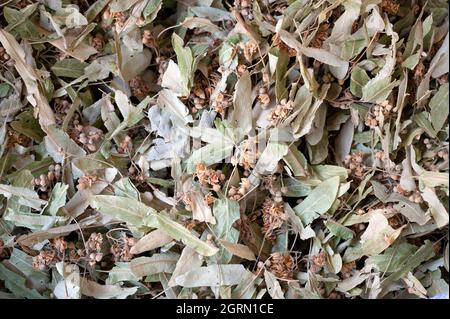 Kräuter, Linde, Limette, Lindenblüte. Stockfoto