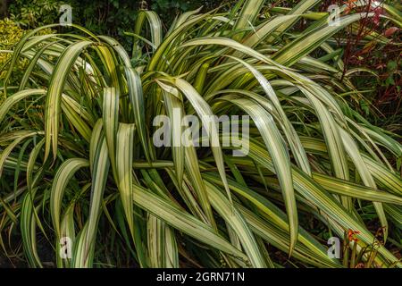 Eine große phormium-Pflanze. Stockfoto