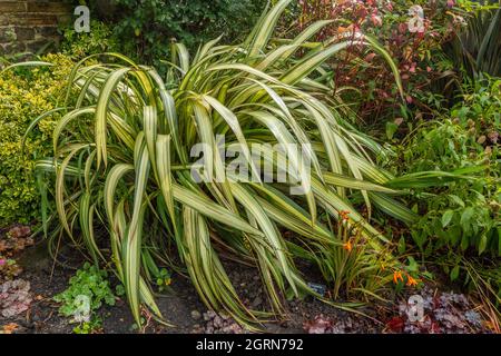 Eine große phormium-Pflanze. Stockfoto