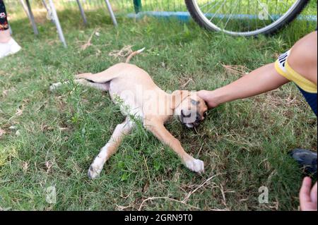 Spaß mit dem Welpen im Park, streicheln dem Welpen den Kopf, spielen mit einem Welpen Stockfoto