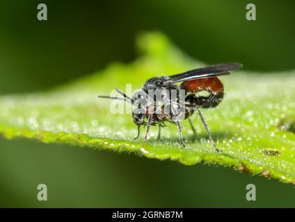 Makrobild der Insektenpaarung. Stockfoto