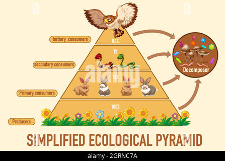 Die Wissenschaft vereinfachte die ökologische Pyramide Stock Vektor