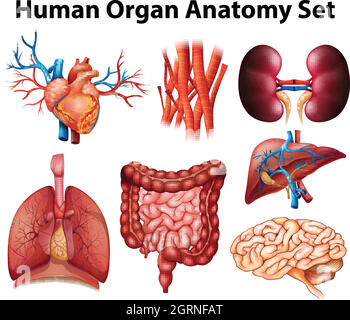 Anatomie Stock Vektor