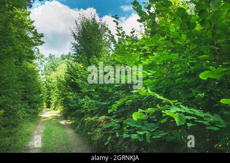 Feldweg durch einen dichten grünen Wald, Sommertag Stockfoto