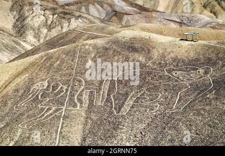 Die Affe-Geoglyphe bei Palpa in Peru Stockfoto