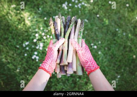 Spargel sprießt in den Händen eines Bauern auf grünem Gras Hintergrund. Frische grüne, violette und weiße Spargelsprossen. Food-Fotografie Stockfoto