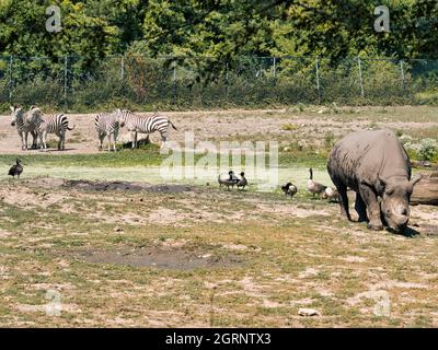 Rhinocort und Zebras im Zoo von Kansas City Stockfoto