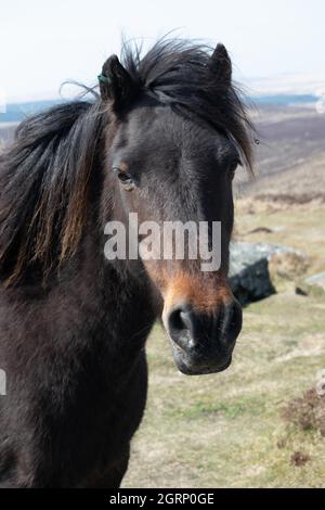 Nahaufnahme des Kopfes eines einheimischen Ponys auf Dartmoor Devon England. Das Dartmoor-Pony ist eine jahrhundertealte englische Pferderasse Stockfoto