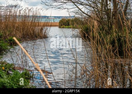 Wasserbecken und Teich umgeben von Schilf mit Blick über Southampton Wasser von Weston Shore mit der Isle of Wright Fähre in der Ferne Hampshire Stockfoto