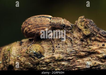 Nuss-Blatt-Weevil (Strophosoma melanogrammum) auf Zweig ruhend. Tipperary, Irland Stockfoto