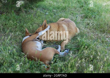 Größere Schafhündin Weibchen beißen jüngere und kleinere basenji Männchen während des Spielens im Sommerrasen Stockfoto