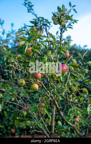 Verfaulende Äpfel auf einem Baum im Herbst in einem englischen Landgarten. Stockfoto