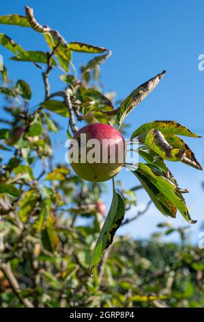 Verfaulende Äpfel auf einem Baum im Herbst in einem englischen Landgarten. Stockfoto