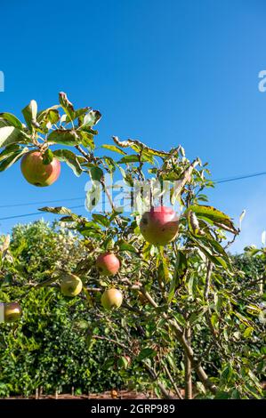 Verfaulende Äpfel auf einem Baum im Herbst in einem englischen Landgarten. Stockfoto