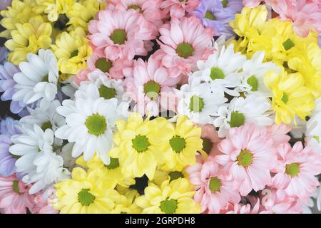 Blumenstrauß aus bunten zarten Pastellfarben Chrysantheme Blumen. Florales Konzept Stockfoto