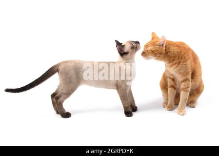 Entzückende siamesische Kätzchen und ein Ingwer-Tabby, der sich anfreundet; auf Weiß Stockfoto