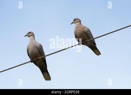 Zwei eurasische HalsTauben auf einem Draht Stockfoto