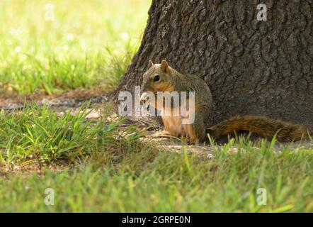 Fuchshörnchen sitzt im Schatten eines Baumes auf dem Boden und isst Sonnenblumenkerne Stockfoto