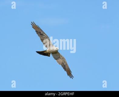 Wunderschöner grauer Mississippi Kite, der gegen den blauen Himmel ragt Stockfoto