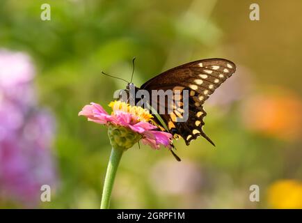 Ventrale Ansicht eines männlichen Schwarzschwanzschwalbenschmetterlings, der sich im Sommergarten auf einem rosa Zinnia ernährt Stockfoto