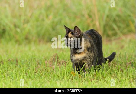 Schöne Schildkröte Katze im grünen Gras, Blick auf die linke Seite des Betrachters Stockfoto