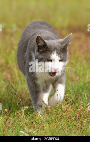 Grau und weiß gefleckte Katze, die im Gras mit offenem Mund auf den Betrachter zugeht Stockfoto