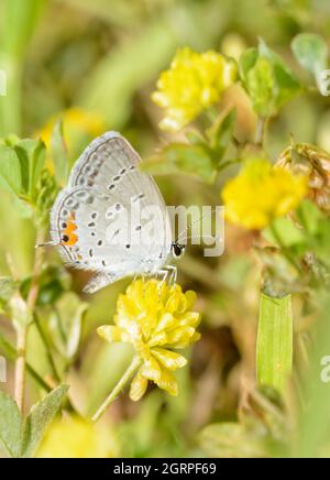 Kleiner östlicher schwanzblauer Schmetterling, der aus einer gelben Kleeblüte Nektar erhält Stockfoto