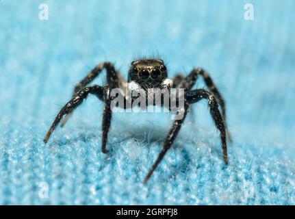 Kleine, aber entzückende, zweilagige Spinne auf einem grünlich-blauen Strickstoff Stockfoto