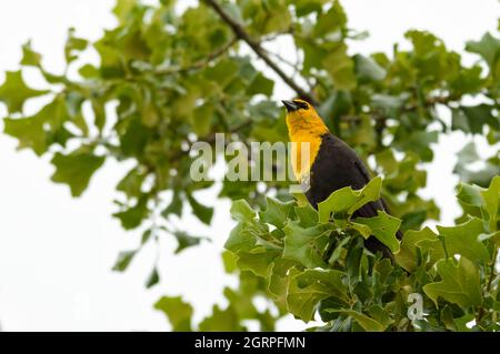 Männliche GelbkopfBlackbird, die in einer Eiche thront und während des Vogelzugs im Frühjahr ruht Stockfoto