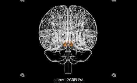 Gehirn Mittelhirn Anatomie für medizinisches Konzept 3D Illustration Stockfoto