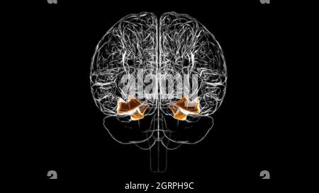 Gehirnfusiform Gyrus Anatomy for Medical Concept 3D Illustration Stockfoto