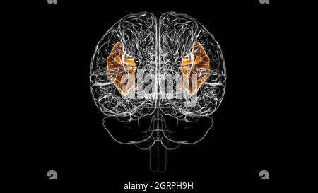 Gehirn inferior frontaler Gyrus Anatomie für Medical Concept 3D Illustration Stockfoto