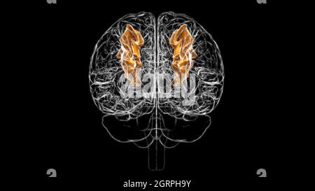 Anatomie des mittleren frontalen Gyrus des Gehirns für medizinisches Konzept 3D-Illustration Stockfoto