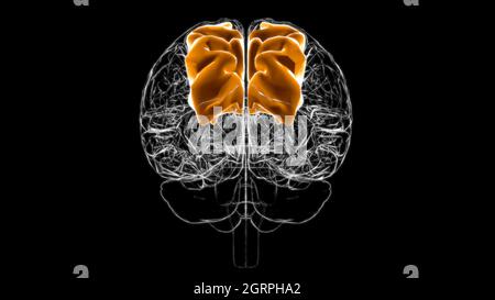 Gehirn überlegene parietale Anatomie für medizinisches Konzept 3D Illustration Stockfoto