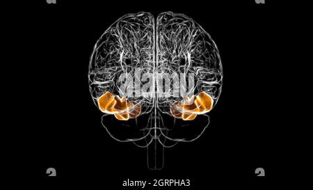 Gehirn inferior temporal Gyrus Anatomy for Medical Concept 3D Illustration Stockfoto