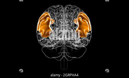 Gehirn Winkelgyrus Anatomie für Medical Concept 3D Illustration Stockfoto