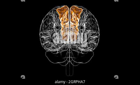 Gehirn überlegene frontale Gyrus Anatomie für Medical Concept 3D Illustration Stockfoto